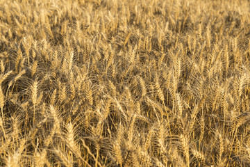 Field of Wheat
