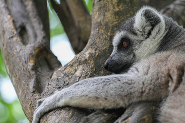 ring-tailed lemur (lemur catta)