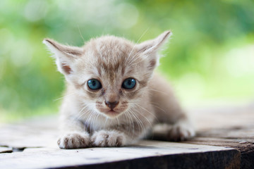 Pretty cat kitten