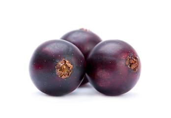 Black big currant