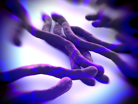 BORRELIA BURGDORFERI BACTERIA