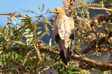 Стервятник сидит на дереве на острове Сокотра