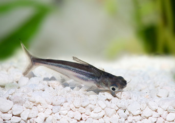 Fototapeta premium Pangasius Catfish Pangasius hypophthalmus
