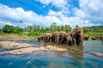 Fototapeta na wymiar elephants in the beautiful river landscape