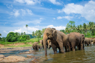 Naklejka na ściany i meble elephants in the beautiful river landscape