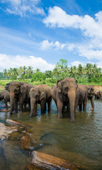 Naklejka na ściany i meble elephants in the river in srilanka