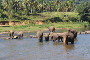 Elephants on a watering place