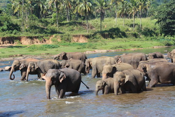 Elephants go on the watering place. Maha Oya river, Pinnawela