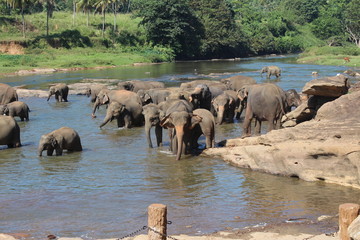 Fototapeta na wymiar Elephants on a watering place. Pinnawela, Sri Lanka.