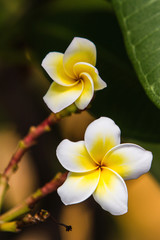 Plumeria or frangipani blossom on the plumeria tree.