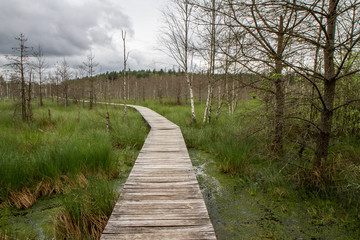 Obraz premium road to swamp
