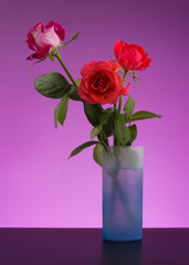 Roses in a vase