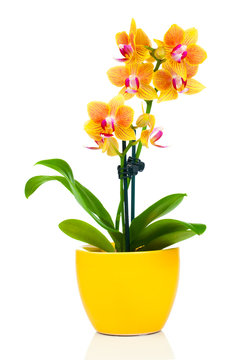Fototapeta beautiful yellow orchid in pot, isolated on white