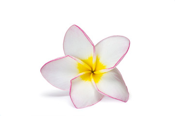 flower frangipani