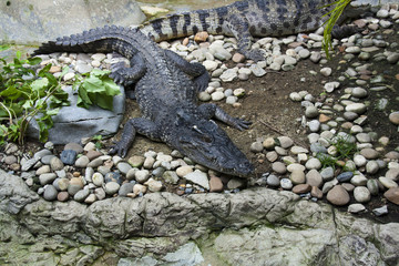 Crocodile in the Zoo