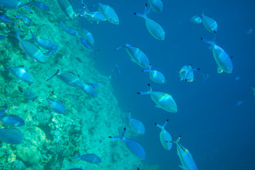 Fototapeta na wymiar Coral fish