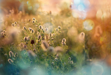 Obraz na płótnie Canvas Flowers meadow