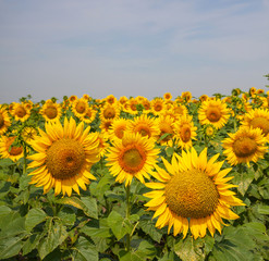 Sunflowers