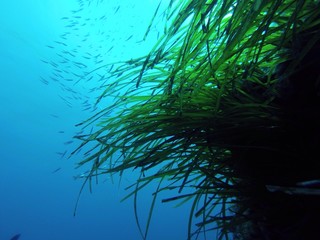 posidonia 