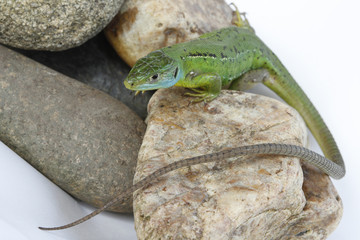 Fototapeta premium Lézard vert