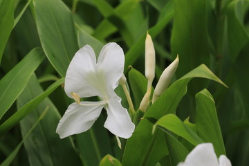 Ginger Lily flower and bud,Butterfly Ginger