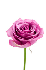 Pink rose isolated on white