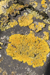 yellow lichen on roof shingle