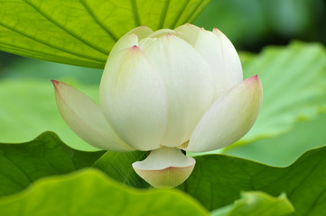 Blossom white lotus flower