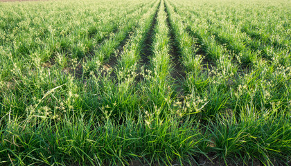 Tiger nut plantation and electric power