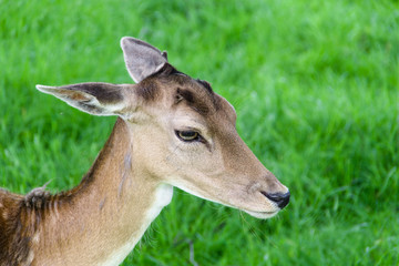 Cute young fallow deer