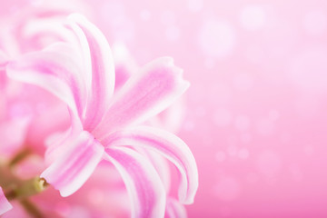 Fototapeta na wymiar pink hyacinth flower background