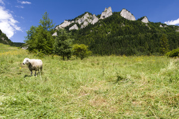 Owca na pastwisku, pod szczytem Trzy Korony, Pieniny, Polska © Piotr Szpakowski