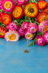 Obraz premium Bouquet of Everlasting flowers