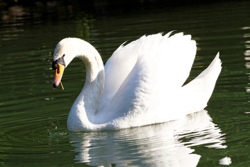 Beautiful swan