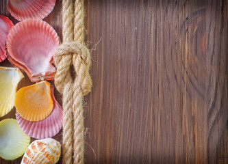 sea shells and rope