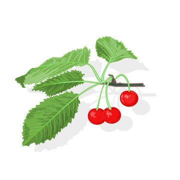 Cherry branch with leaves and berries vector illustration
