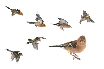 Fototapeta premium chaffinch
