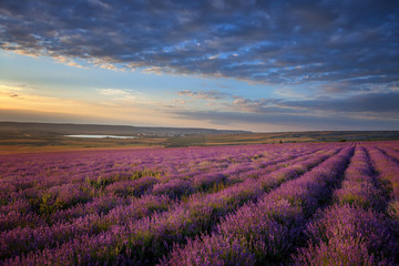 Fototapeta na wymiar Lavender field under blue sky