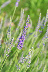 fiore di lavanda_ giardino