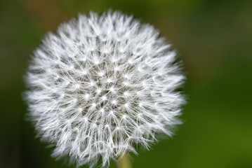 Pusteblume
