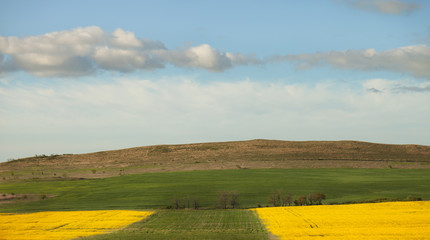 Field green and yellow grass