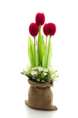 Tulips flower