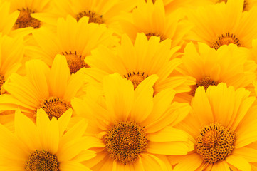 Fototapeta premium Sunflowers