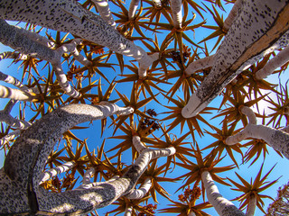 Quiver tree - aloe