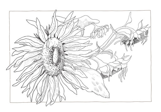 Sunflower illustration in black and white