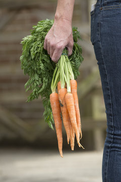 Holding a bunch of carrots in a womans hand