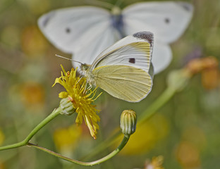 butterfly pollinating a yellow wild daisy flower