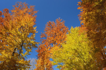 Autumn forest on the sky background