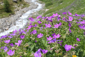 Obraz premium Geranium pratense - Wiesen-Storchschnabel