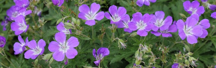 Geranium pratense - Wiesen-Storchschnabel